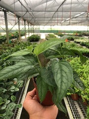 Monstera 'Siltepecana' - photo 4