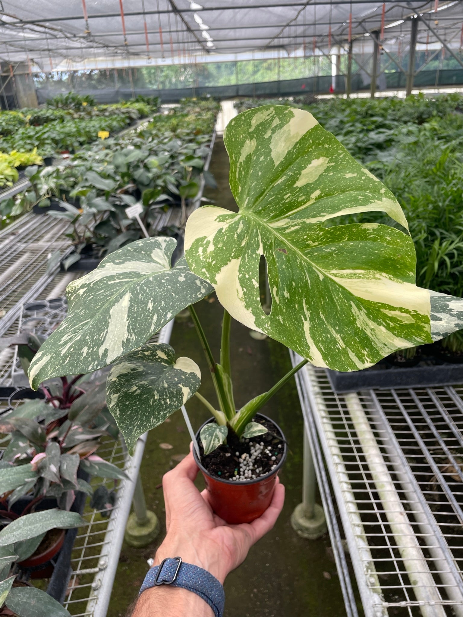 Monstera 'Thai Constellation' - photo 5