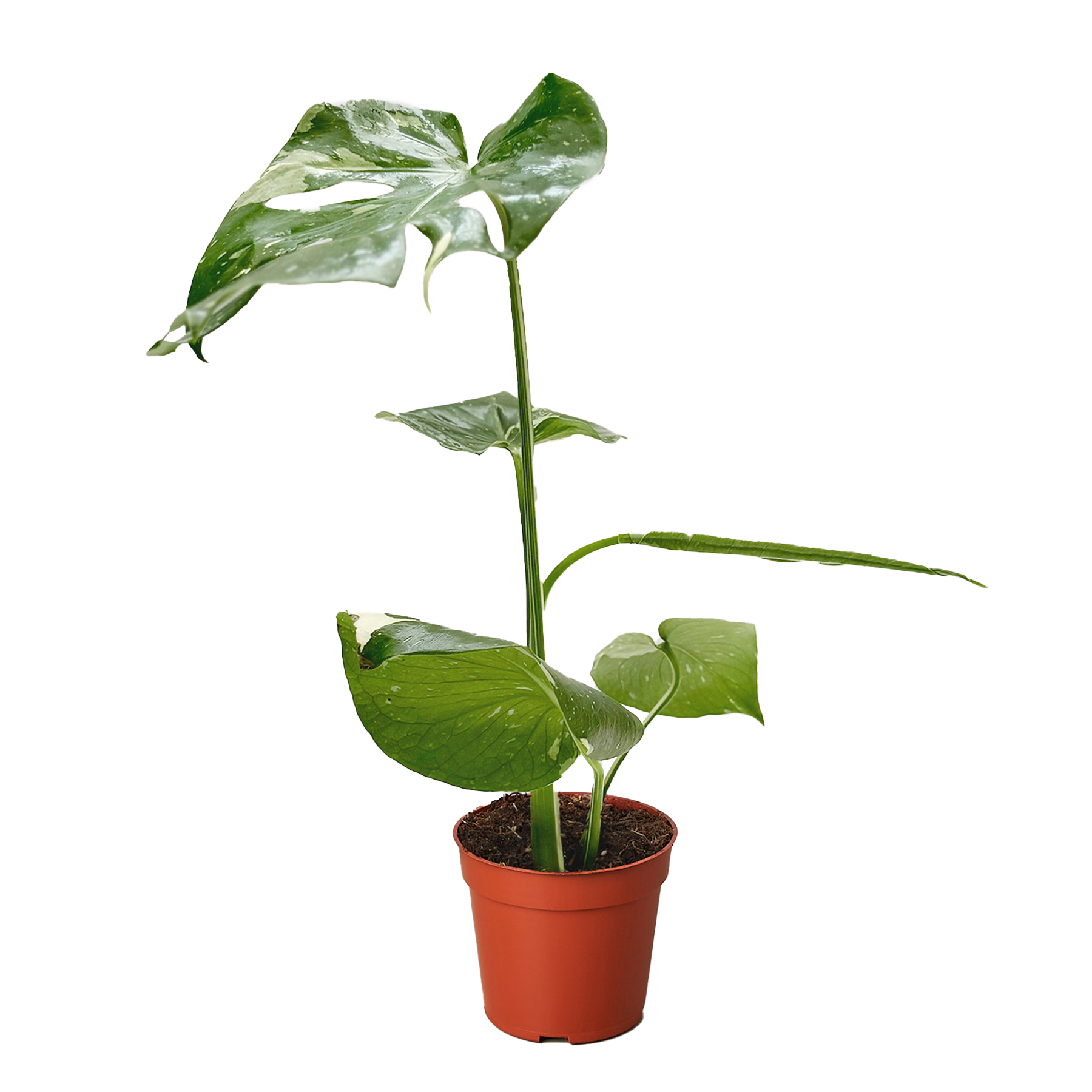 Monstera 'Thai Constellation' - photo 3