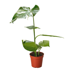 Monstera 'Thai Constellation' - photo 3