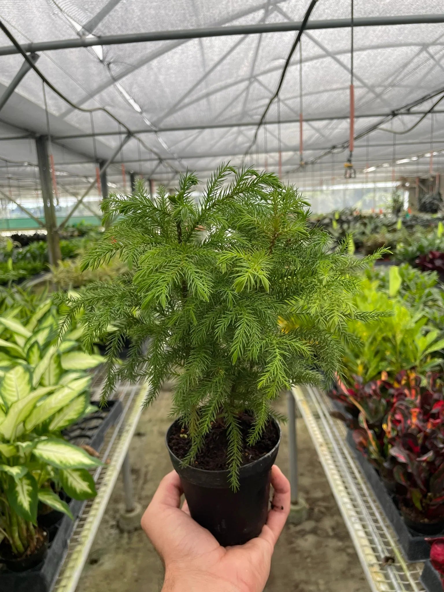 Norfolk 'Island Pine' - photo 6