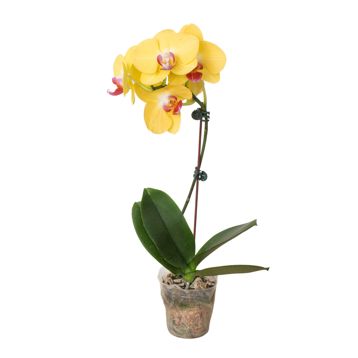Orchid 'Yellow Phalaenopsis' live houseplant
