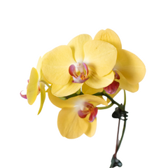 Orchid 'Yellow Phalaenopsis' - photo 2