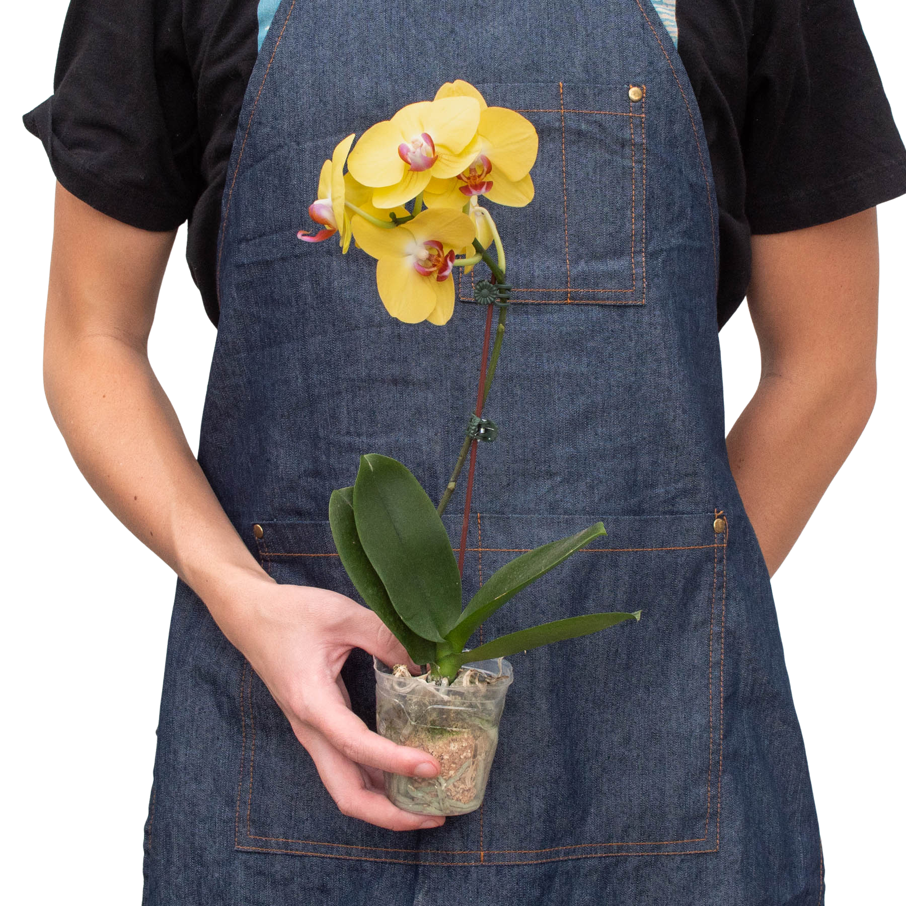 Orchid 'Yellow Phalaenopsis' - photo 3
