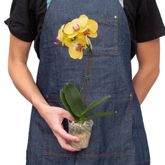 Orchid 'Yellow Phalaenopsis' - photo 3