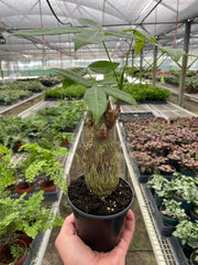 Money Tree 'Guiana Chestnut' Pachira Stump - photo 2