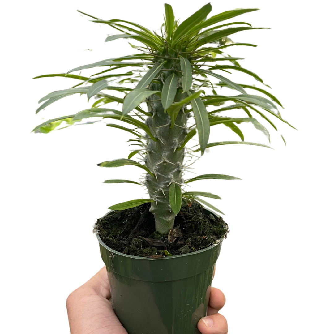 Pachypodium 'lamerei' (Madagascar Palm) live houseplant