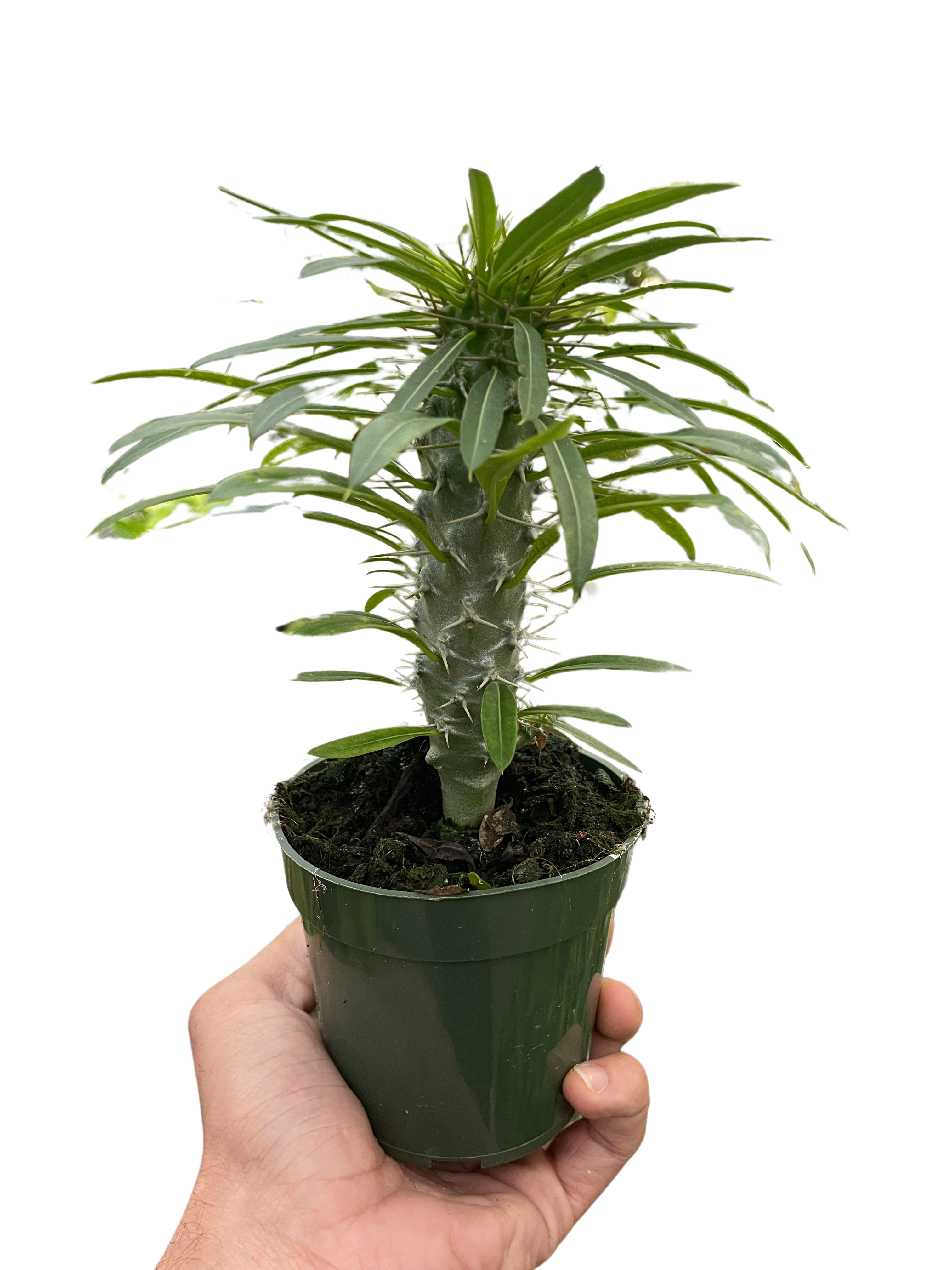 Pachypodium 'lamerei' (Madagascar Palm) - photo 3