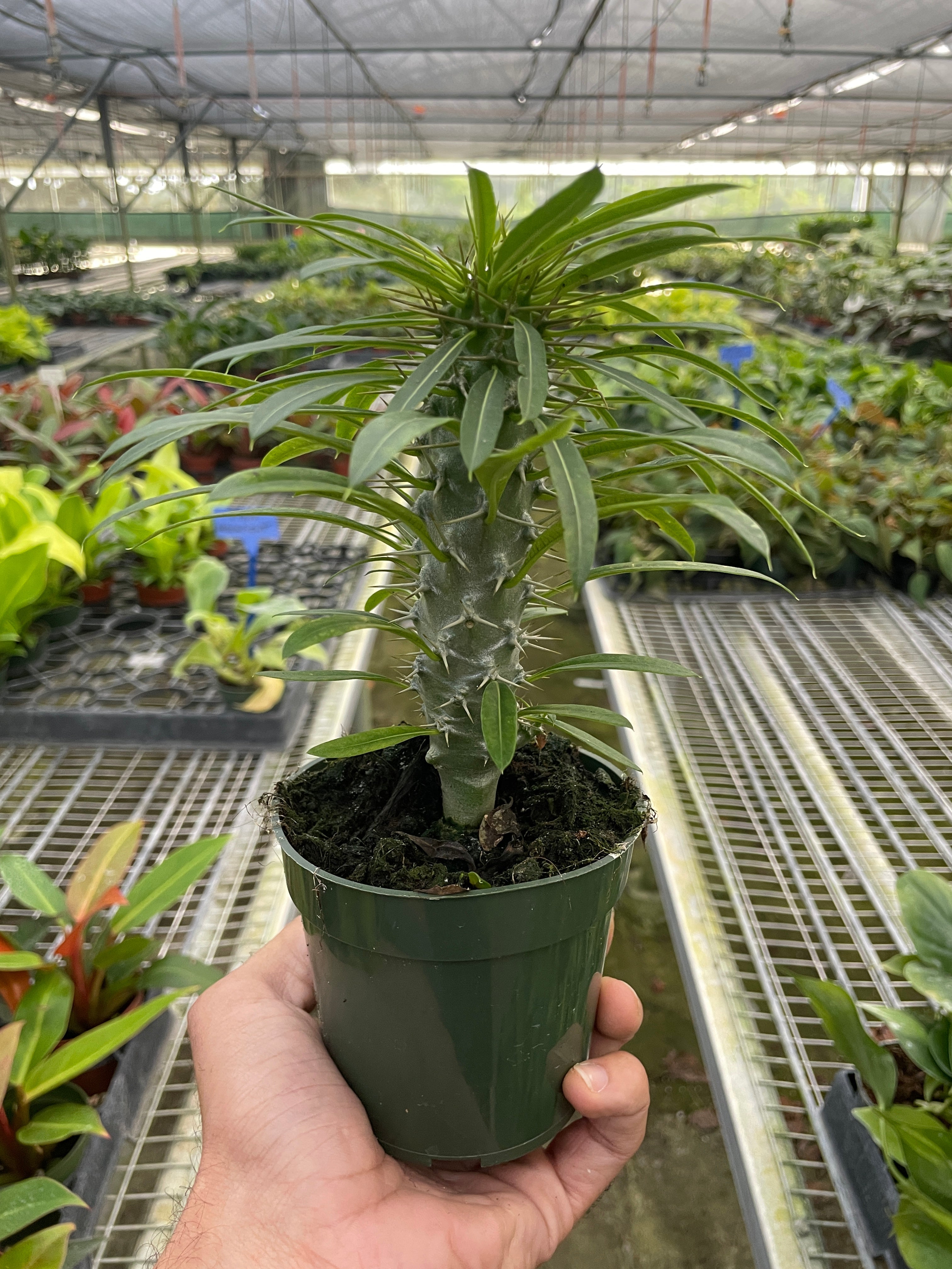 Pachypodium 'lamerei' (Madagascar Palm) - photo 2