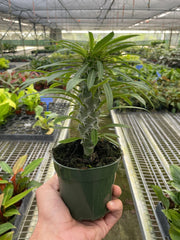 Pachypodium 'lamerei' (Madagascar Palm) - photo 2
