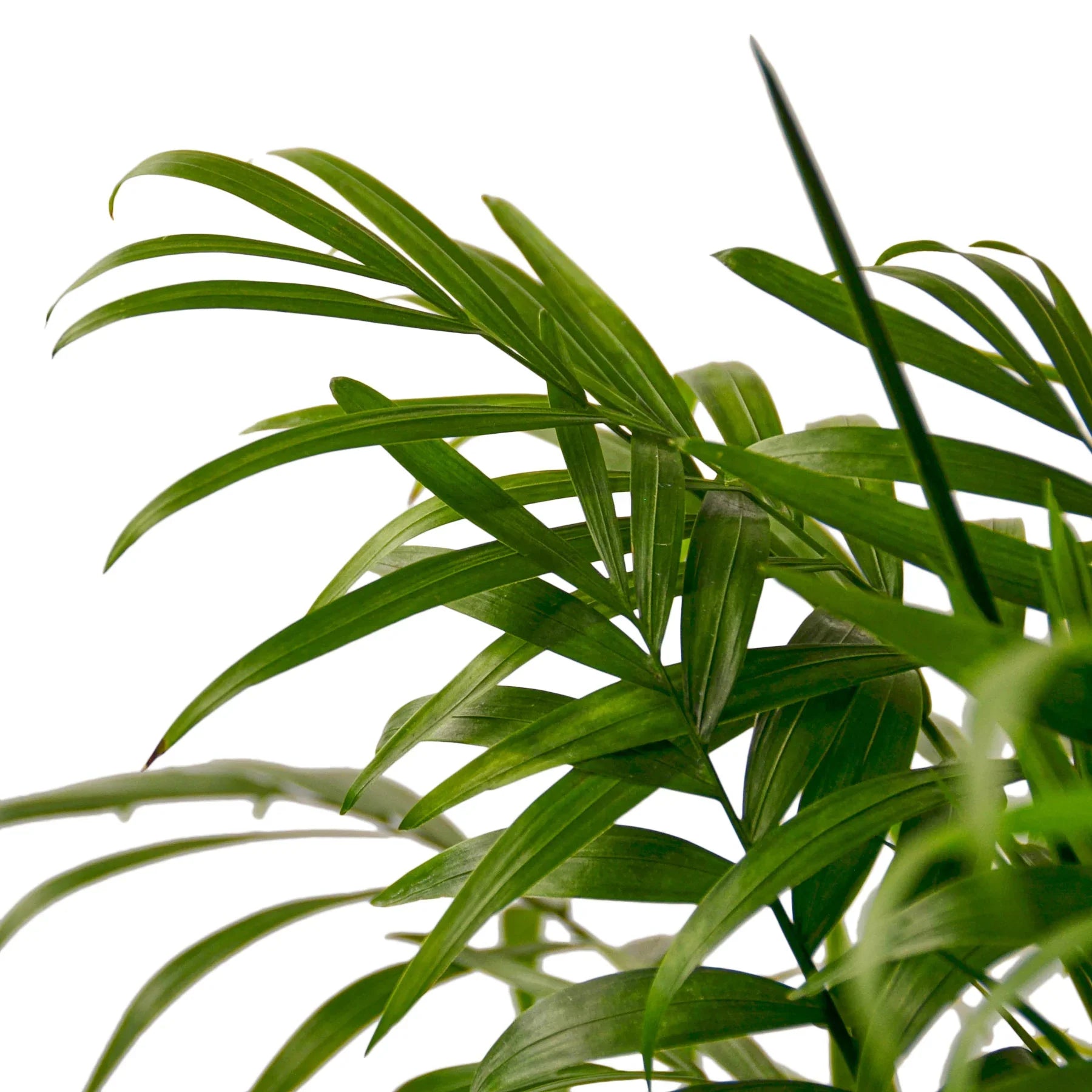 Parlor Palm - photo 4