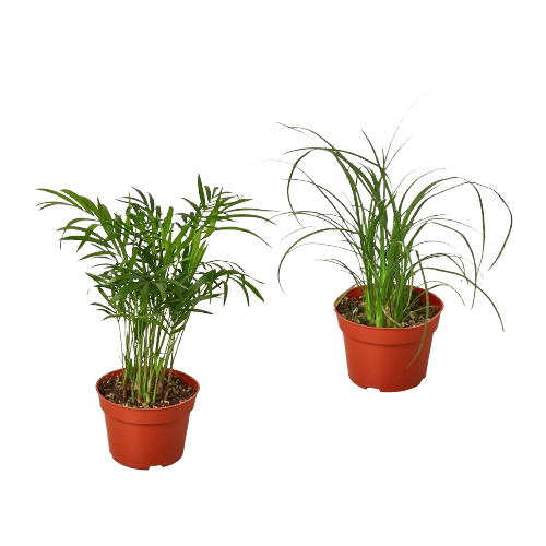 2 Palm Variety Pack live houseplant