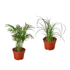 2 Palm Variety Pack live houseplant