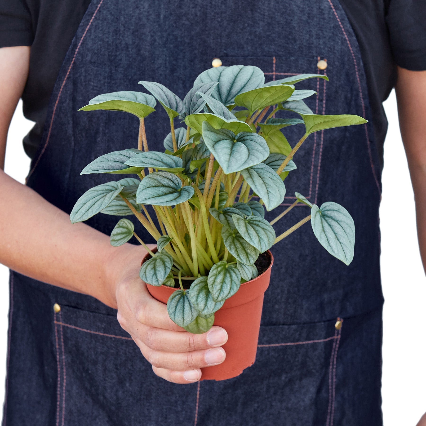 Peperomia 'Frost' - photo 5