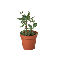 Peperomia 'Parallel' live houseplant