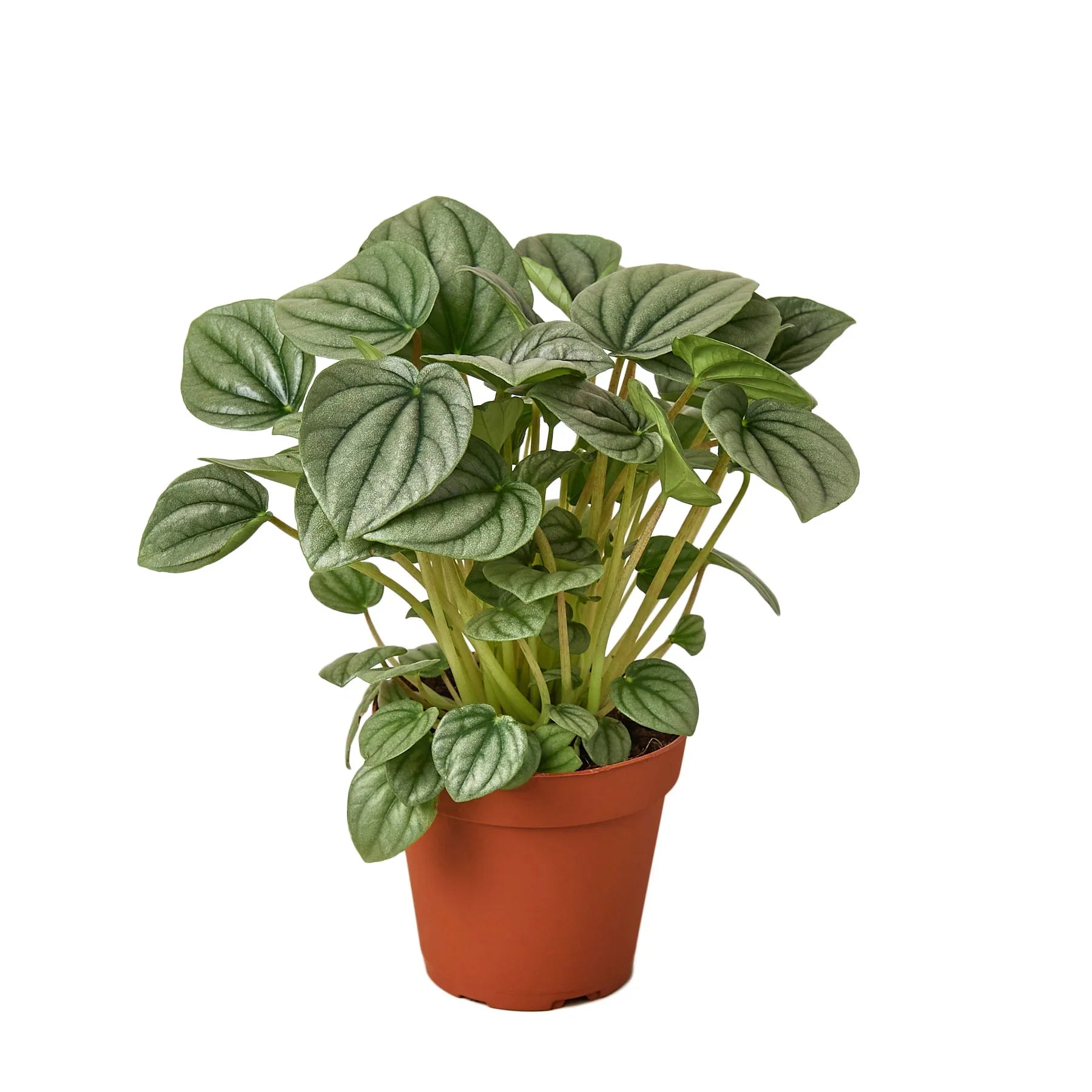 Peperomia 'Frost' - photo 3