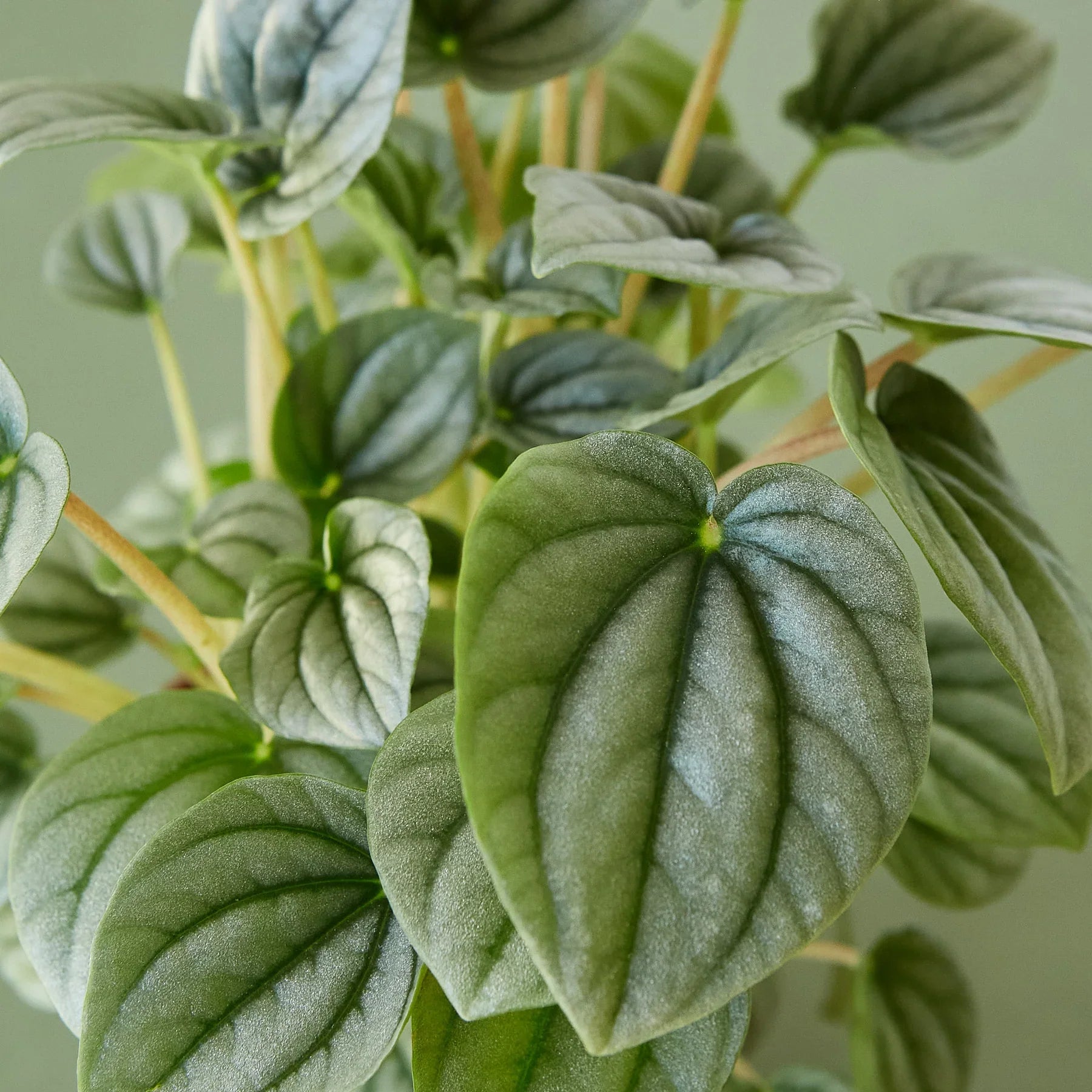 Peperomia 'Frost' - photo 4