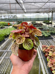 Peperomia 'Quito' - photo 2
