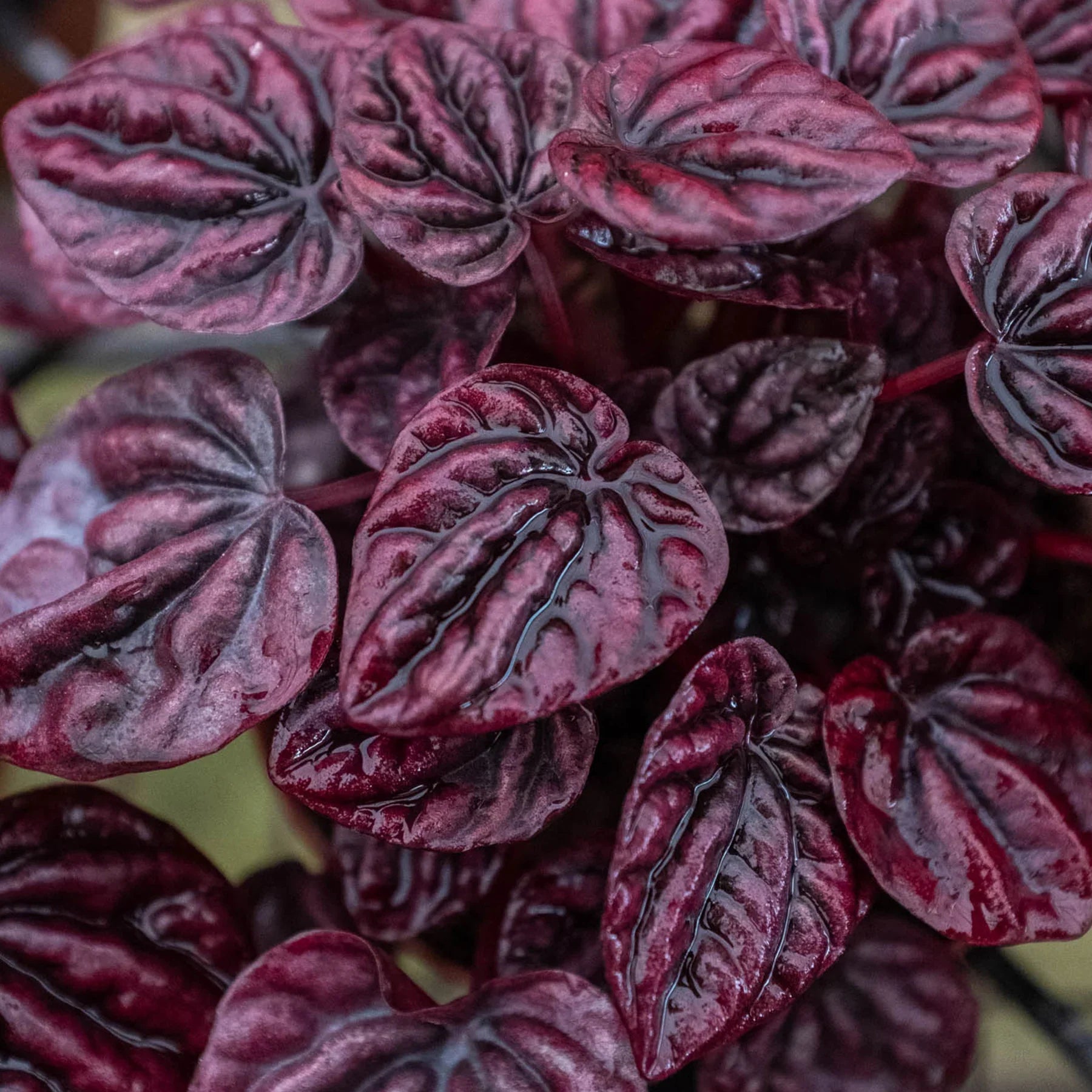 Peperomia 'Ripple Red' - photo 3