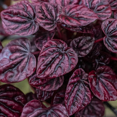 Peperomia 'Ripple Red' - photo 3