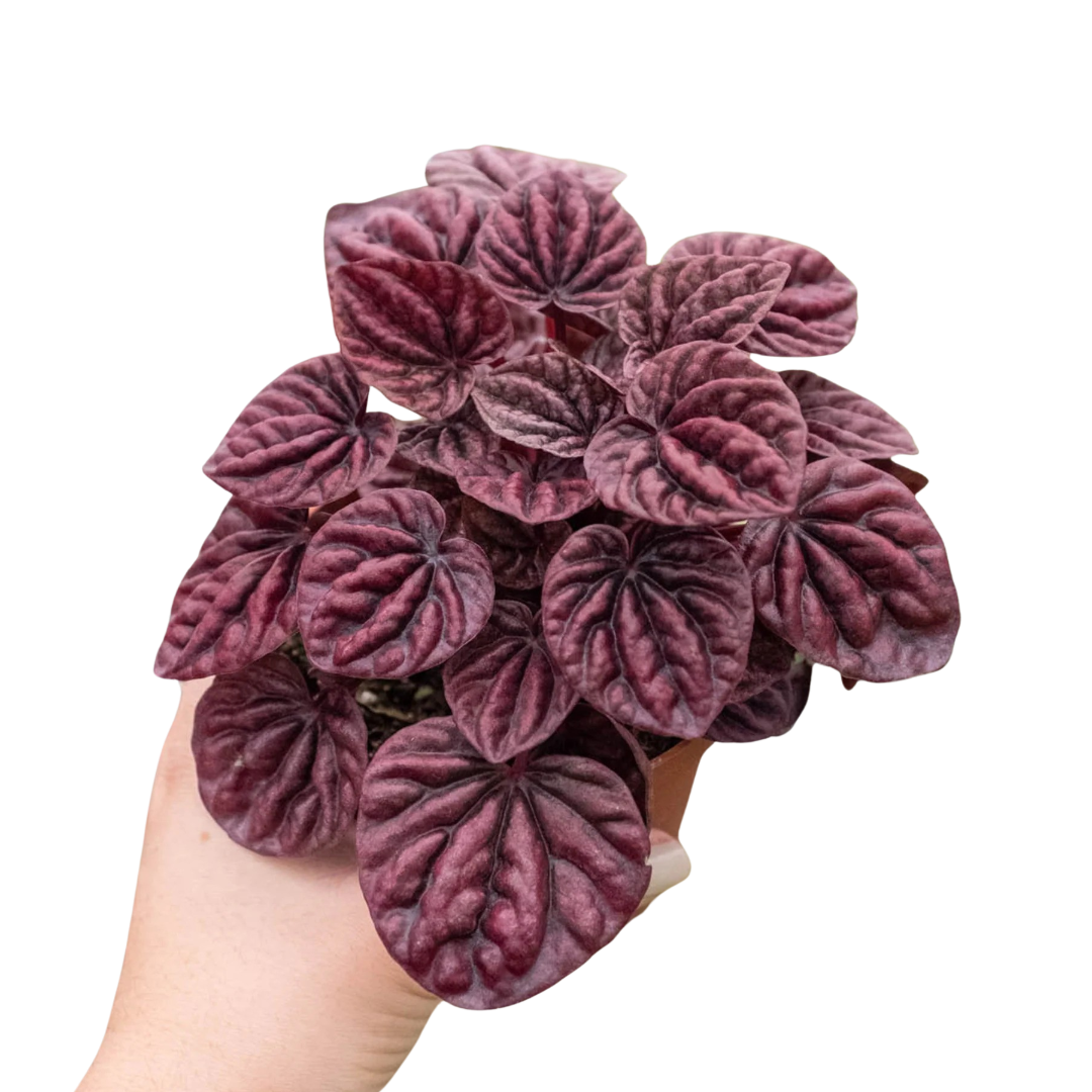 Peperomia 'Ripple Red' live houseplant