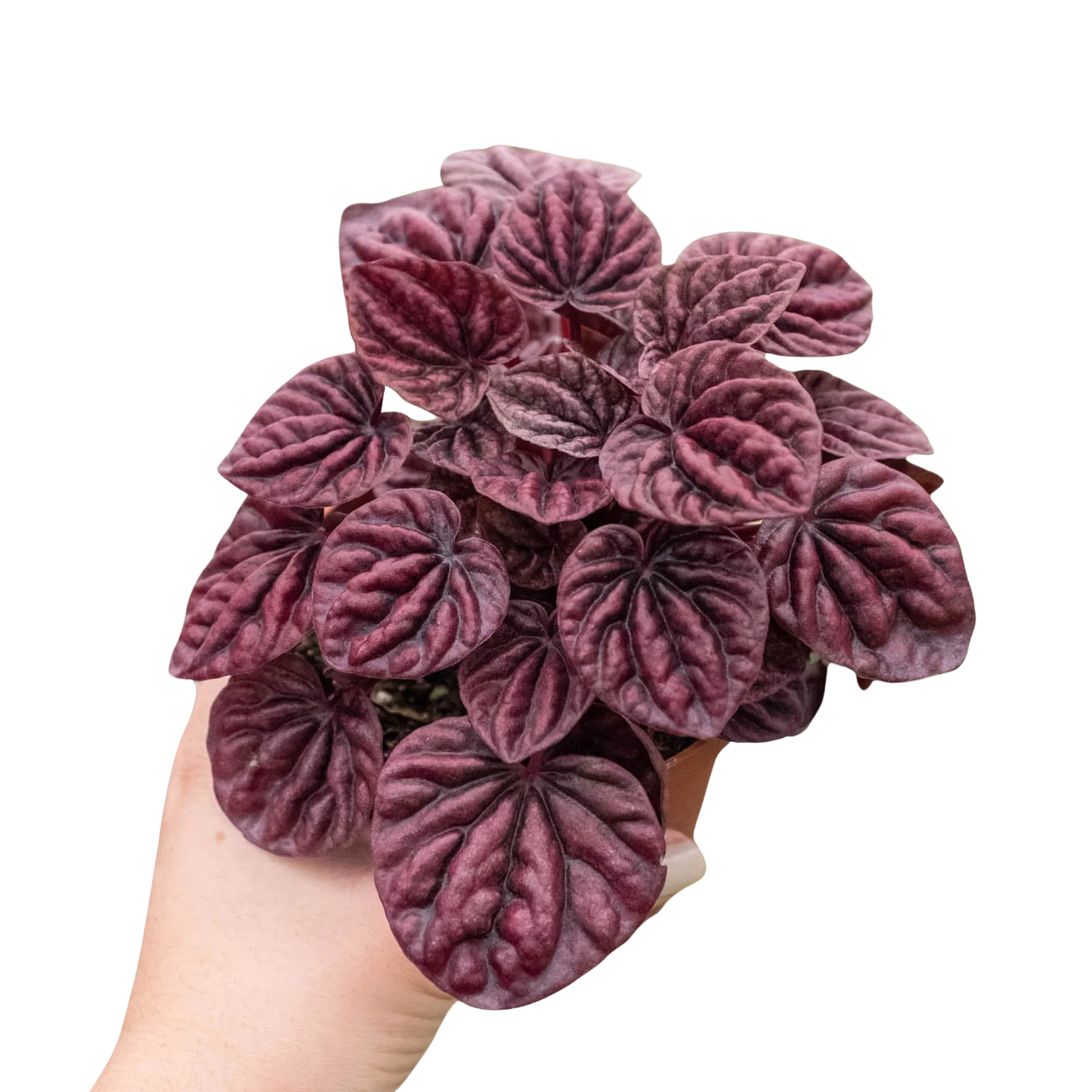 Peperomia 'Ripple Red' - photo 5