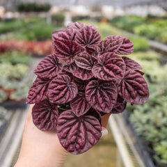 Peperomia 'Ripple Red' - photo 4
