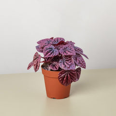 Peperomia 'Ripple Red' - photo 2