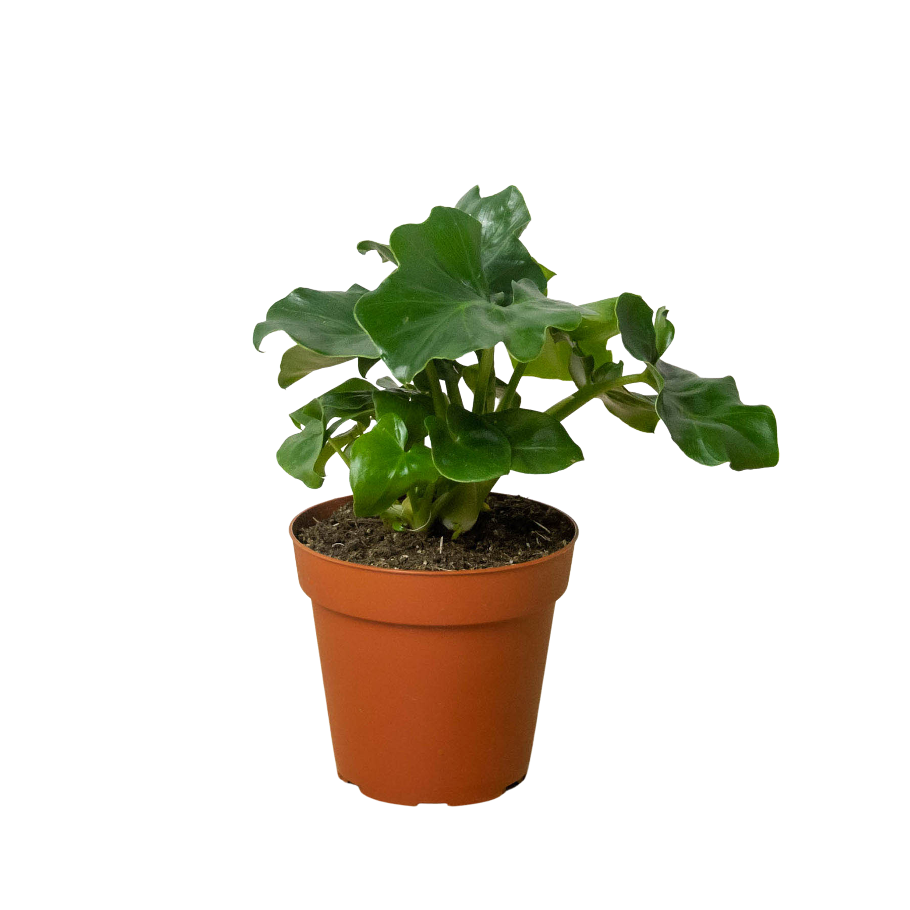 Philodendron 'Atom' live houseplant
