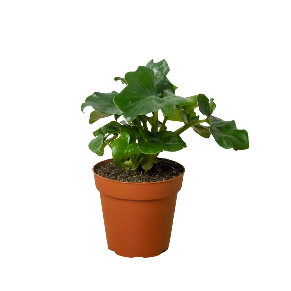 Philodendron 'Atom' live houseplant