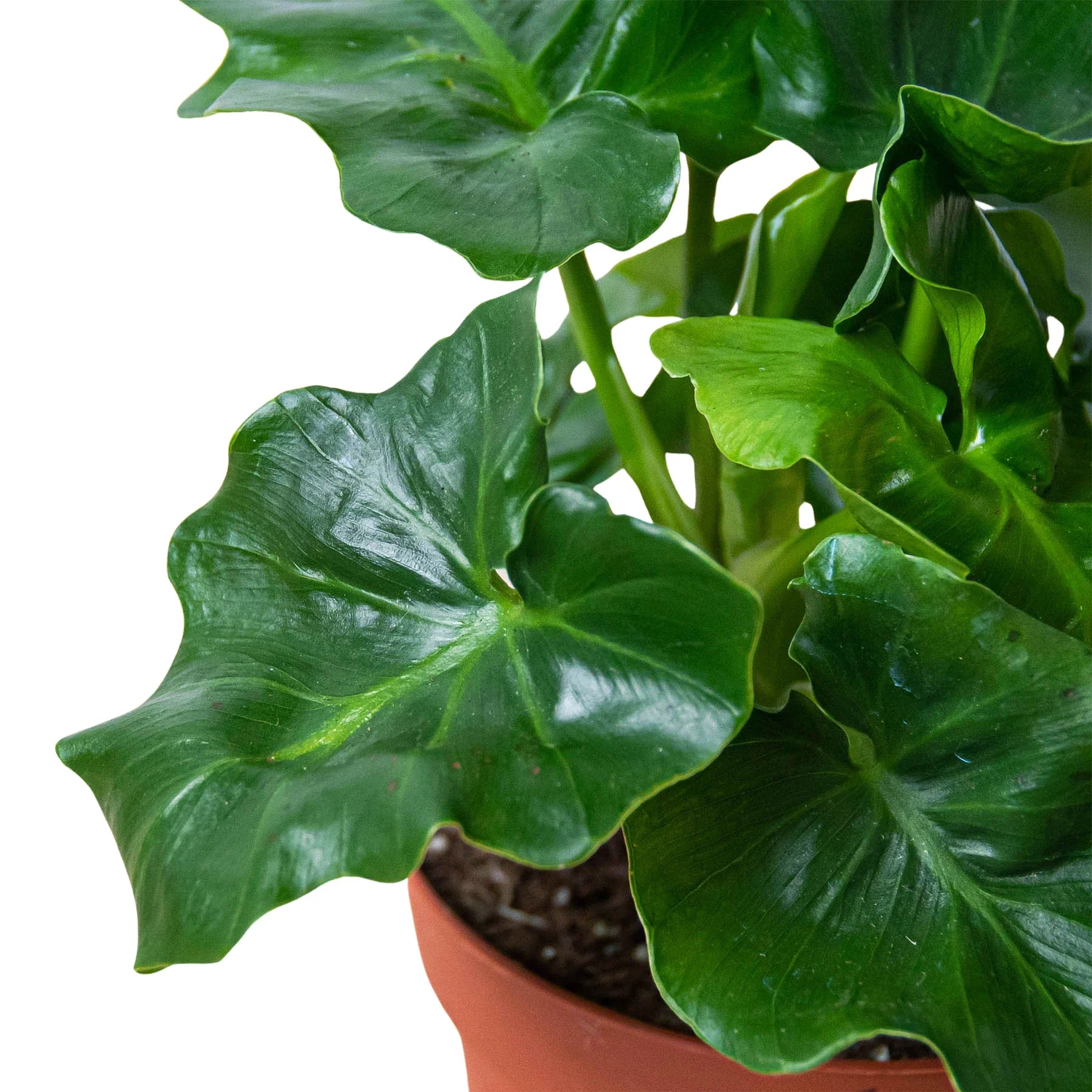 Philodendron 'Atom' - photo 2