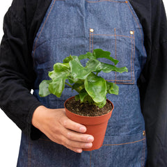Philodendron 'Atom' - photo 3