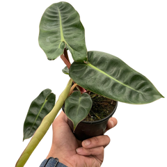 Philodendron 'Billietiae' live houseplant