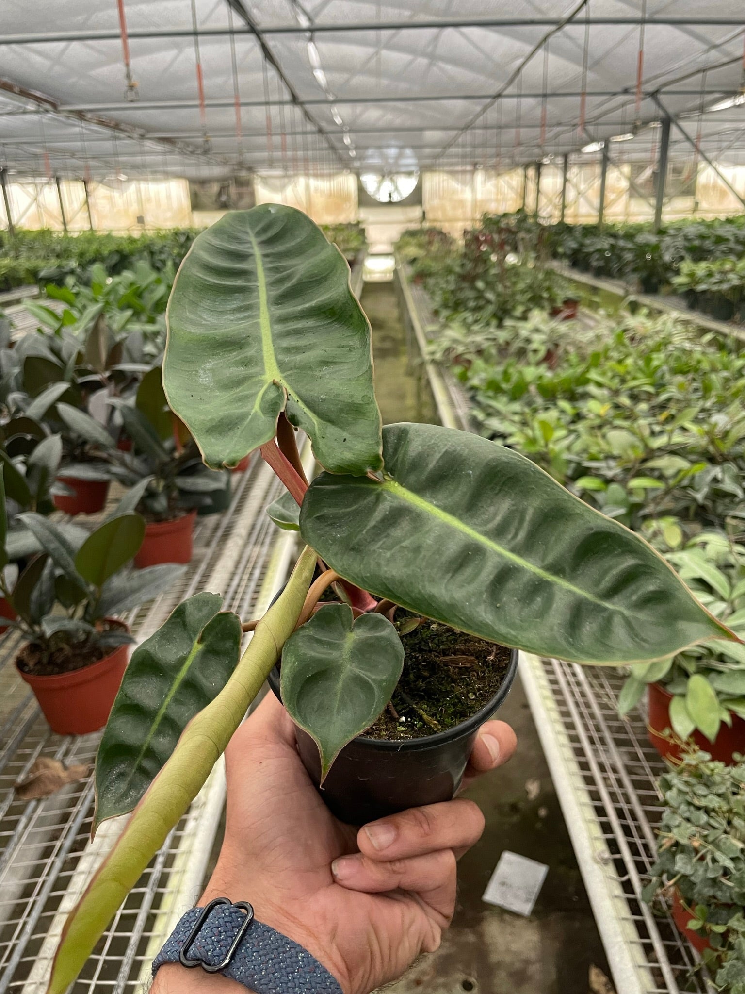 Philodendron 'Billietiae' - photo 3