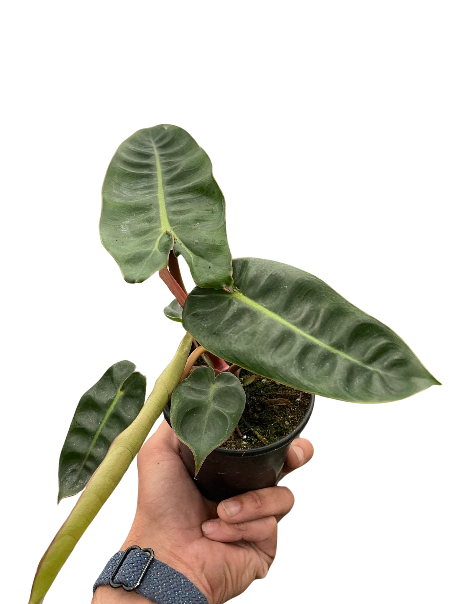 Philodendron 'Billietiae' - photo 5