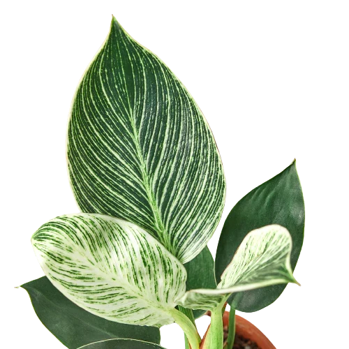 Philodendron 'Birkin' - photo 2