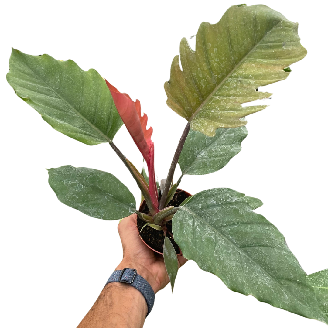 Philodendron Choco Empress live houseplant
