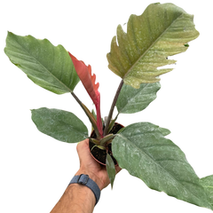 Philodendron Choco Empress live houseplant