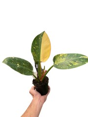 Philodendron 'Congo Green Variegated'