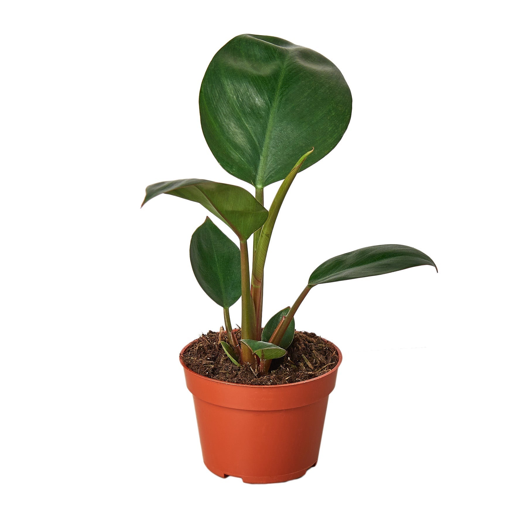 Philodendron 'Congo Rojo' - photo 2