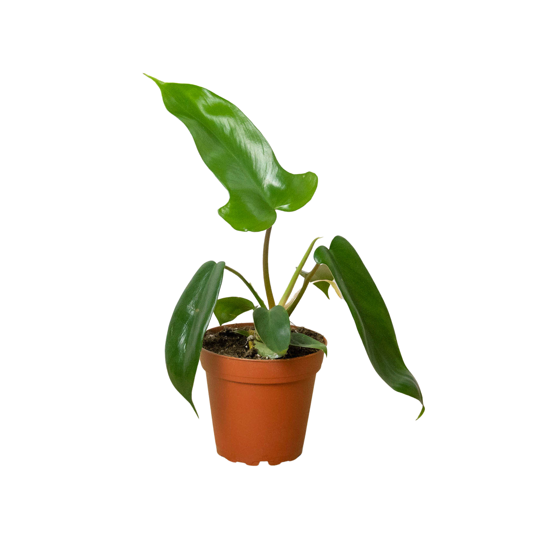Philodendron 'Florida Green' live houseplant