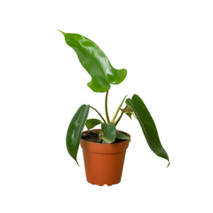 Philodendron 'Florida Green' live houseplant
