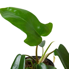 Philodendron 'Florida Green' - photo 2