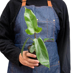Philodendron 'Florida Green' - photo 3