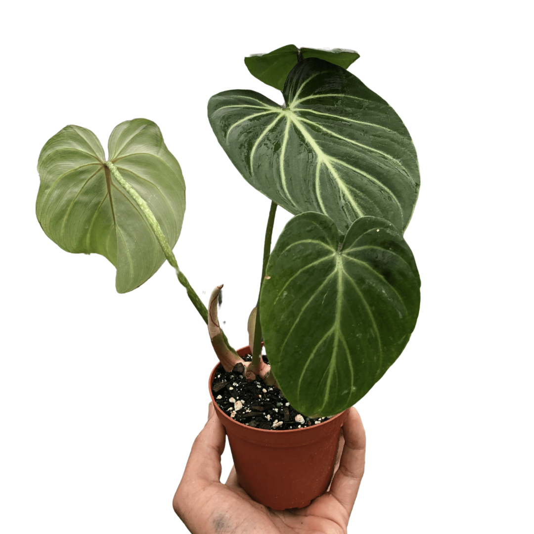 Philodendron Gloriosum live houseplant