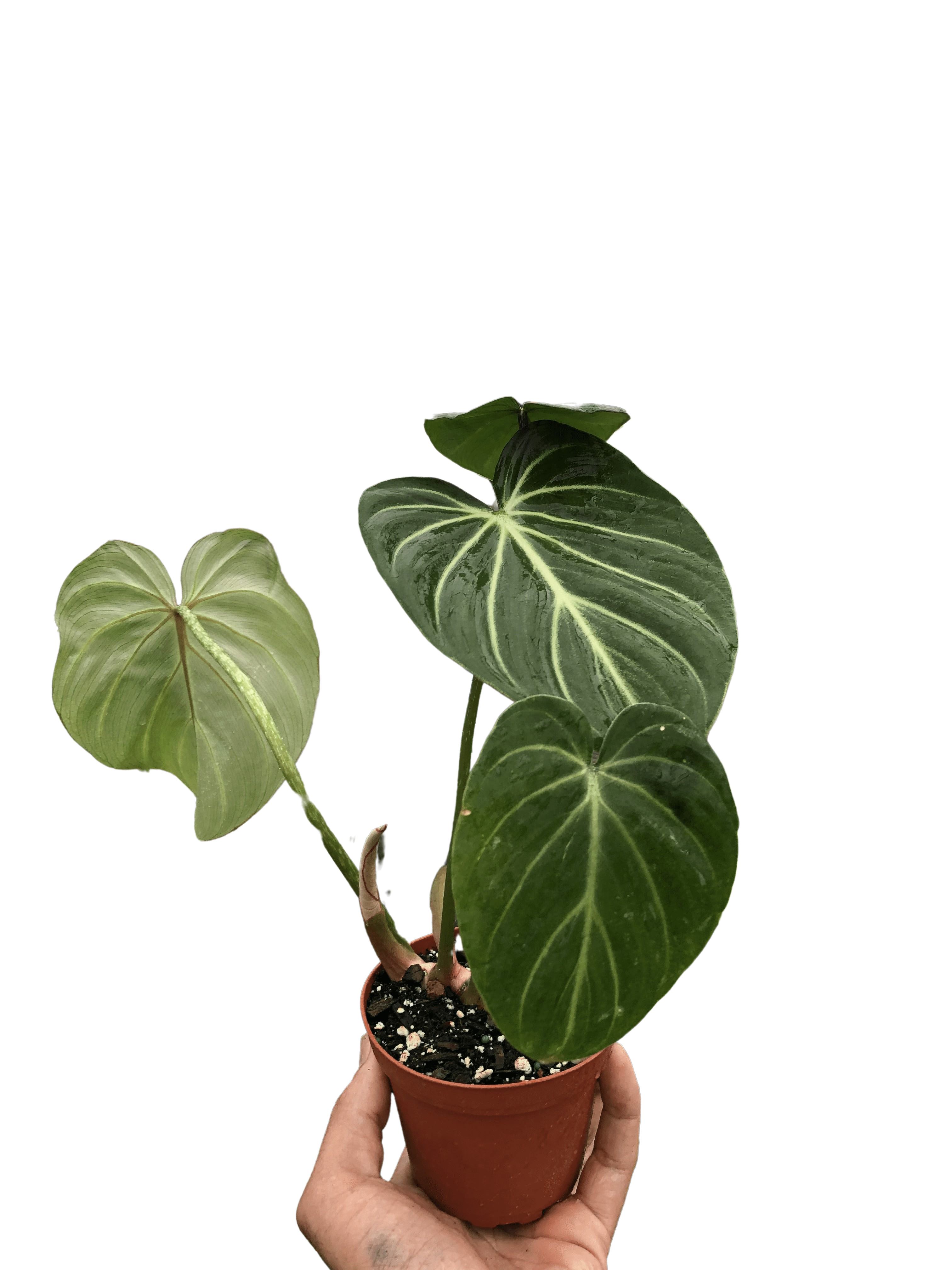 Philodendron Gloriosum - photo 5