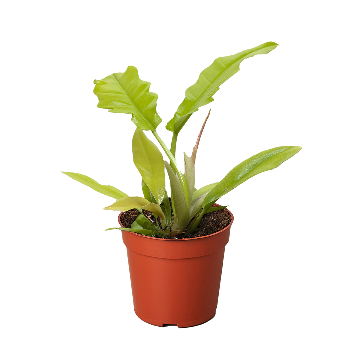 Philodendron 'Golden Crocodile' live houseplant