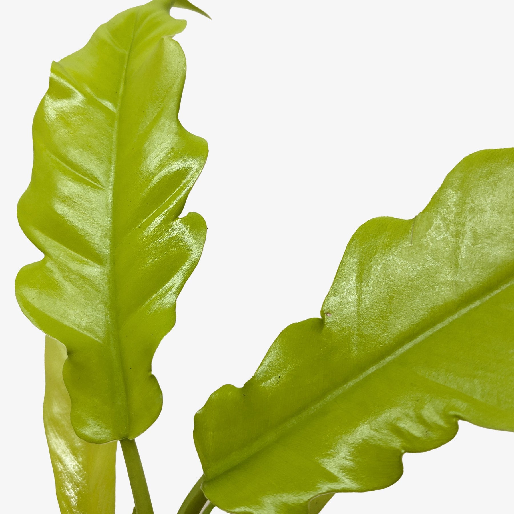 Philodendron 'Golden Crocodile' - photo 2