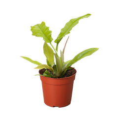 Philodendron 'Golden Crocodile' live houseplant