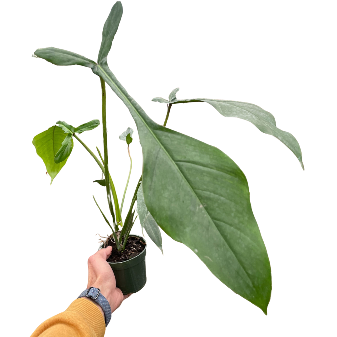 Philodendron 'Joepii' live houseplant